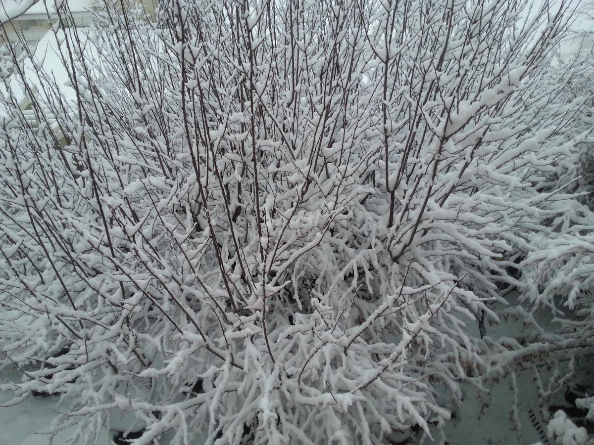 Вілла In Our Backyard - Метула Екстер'єр фото
